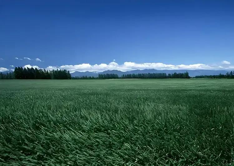 走过麦地

李民超

从麦地的这头，到
麦地的那头
就是父亲漫长的一生

在我离