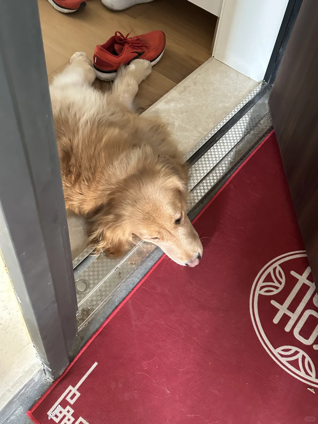 麻麻 我没窜出来 头探出来闻闻可以吧