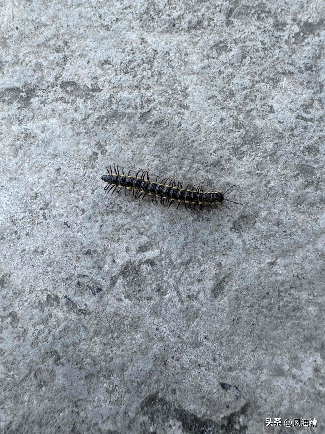 这是什么虫，爬满了公司门口的路上，让人毛骨悚然👻