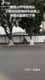 近日，在广东，一只小猫蜷缩墙头不敢动弹，一个孩子脚踩电动车，举起头盔筑起救生台。