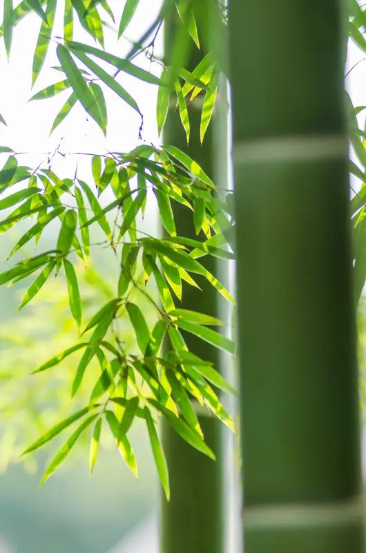 上联：细品寒梅增傲骨;下联：您请闲观翠竹悟气节。