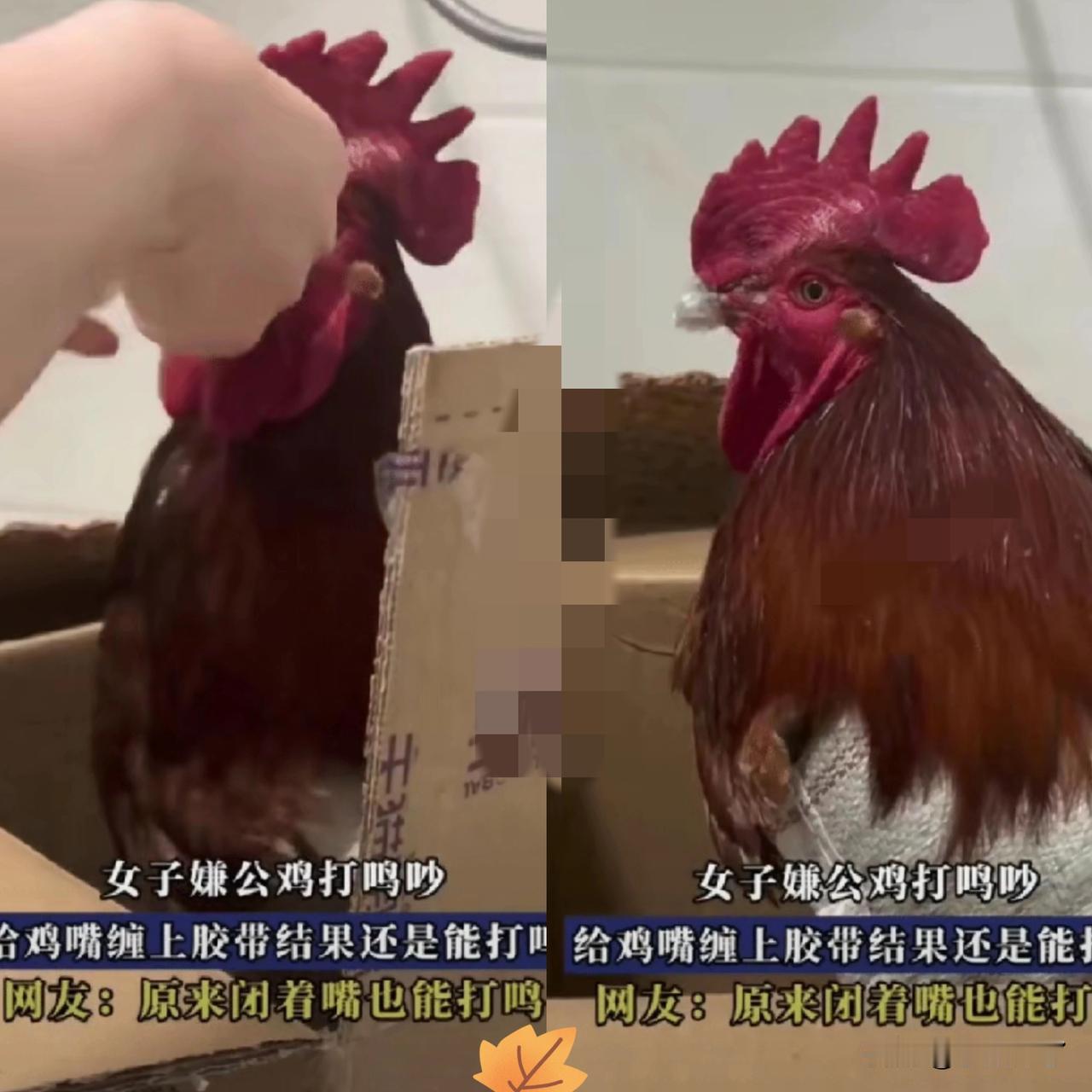 “解释不清了！”一女子收到亲戚送的公鸡，觉得打鸣太吵了，就用胶带将鸡嘴缠起来，本