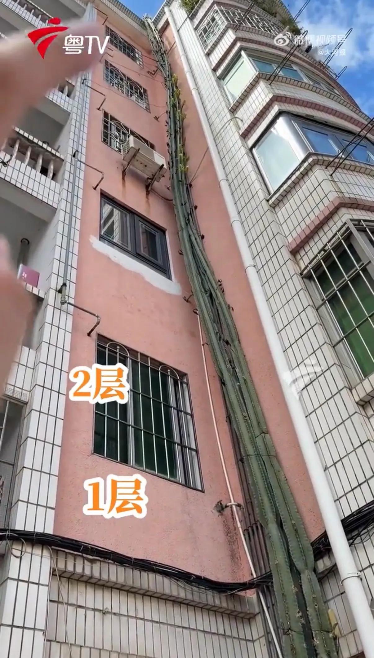 这株仙人掌24年长成了护楼神器。要是老旧小区都有这么一株“量天尺”，楼房就不会有