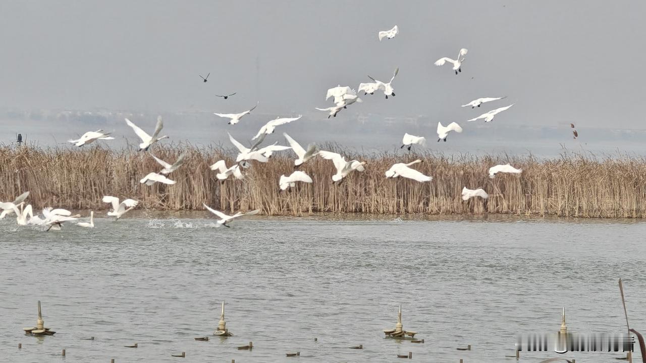 冬日暖阳斜斜洒在湖面，波光粼粼的水面上，一群群洁白的天鹅悠哉游弋，时而低头理羽，