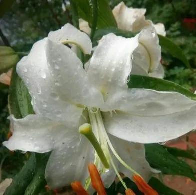 #上联一：轻风拂绿叶，诚邀下联#

细雨润白荷