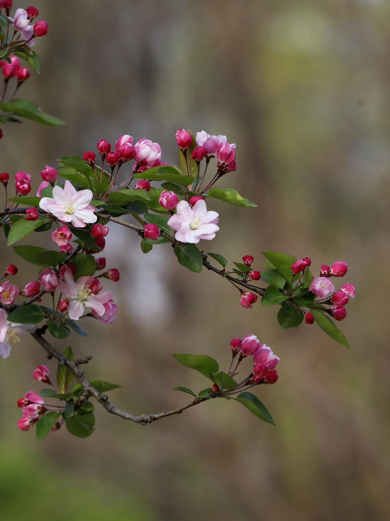 海棠依旧
打开一月前的相册，重把旧日的光影铺开。哇，海棠依旧，开得正好，枝头上的