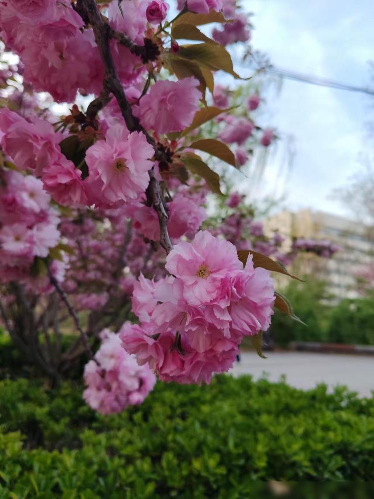 我的一个大学同学是外地女生，她在北京找了一个北京男的结婚了，35岁以前都还好找工