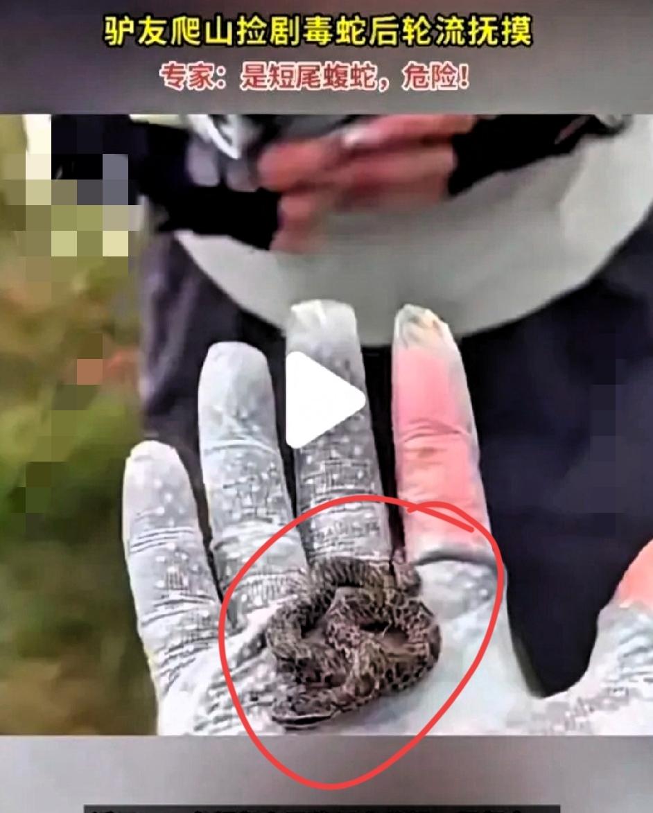 真是不知者无畏啊！
一群驴友爬山捡到一条“可爱”的小蛇，还轮流上手把玩，完全没意