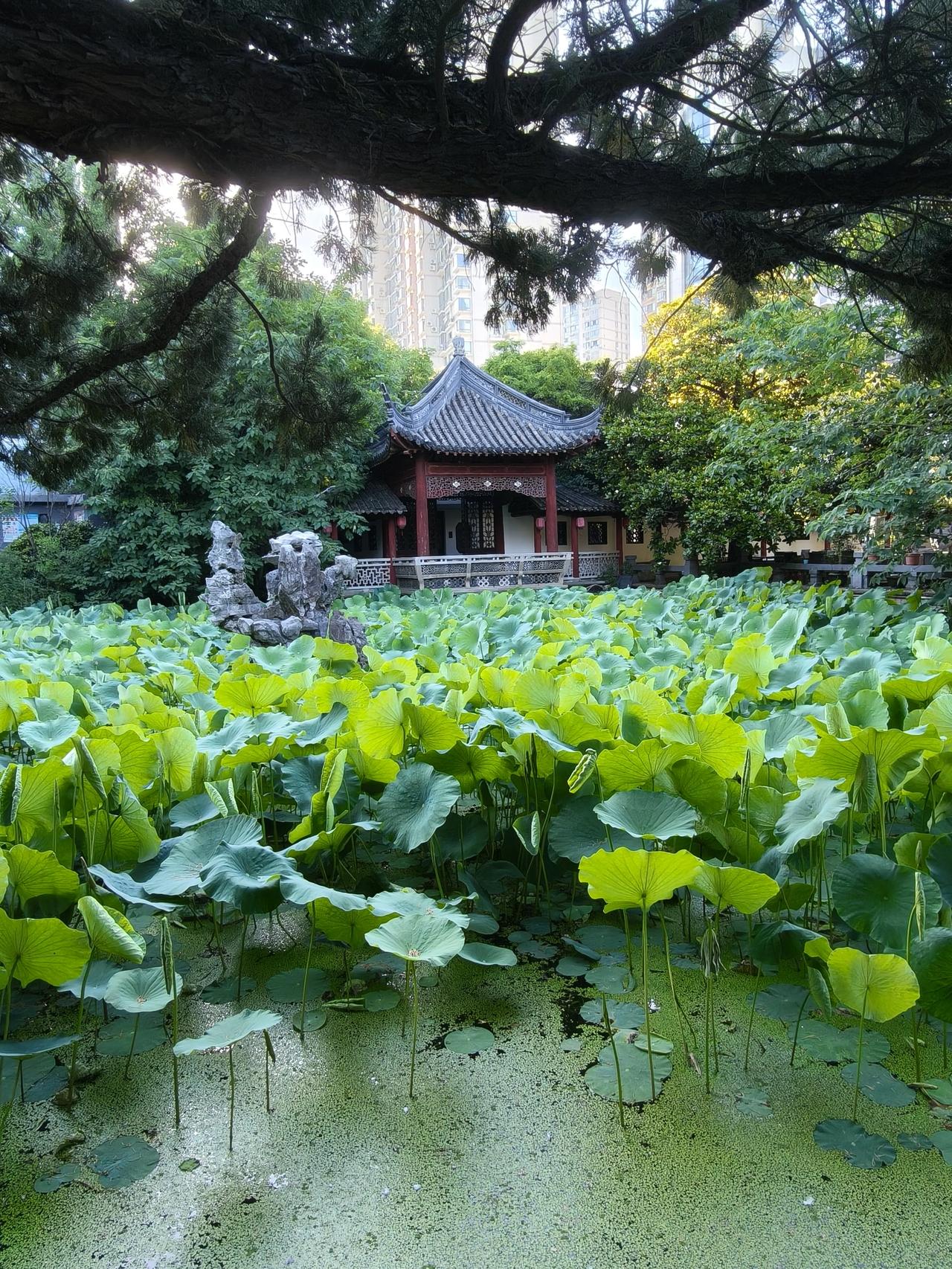 6月。日子，慢慢流淌

6月，榴花欲暮栀子花白，绿盈盈的风染满荷衣，盛夏伊始的素