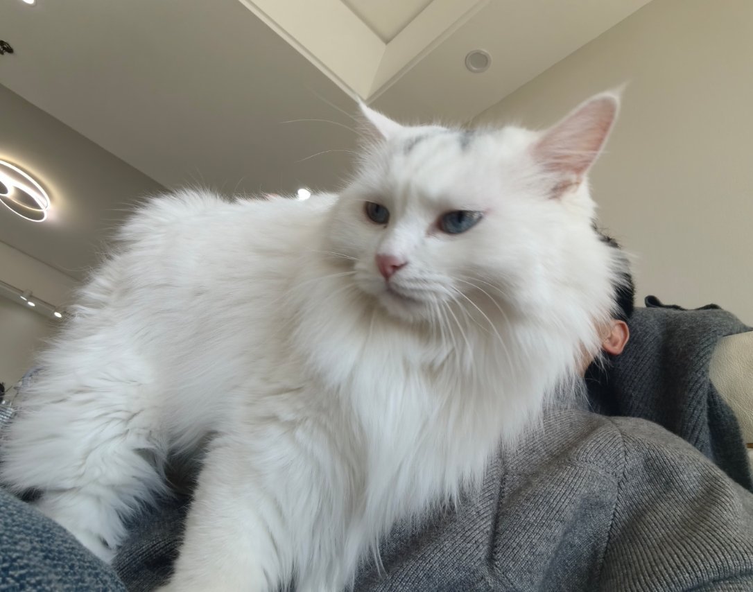 要不就是说，会处关系提供情绪价值的主（哈）教（基）练（米），你老板球星都舍不得裁