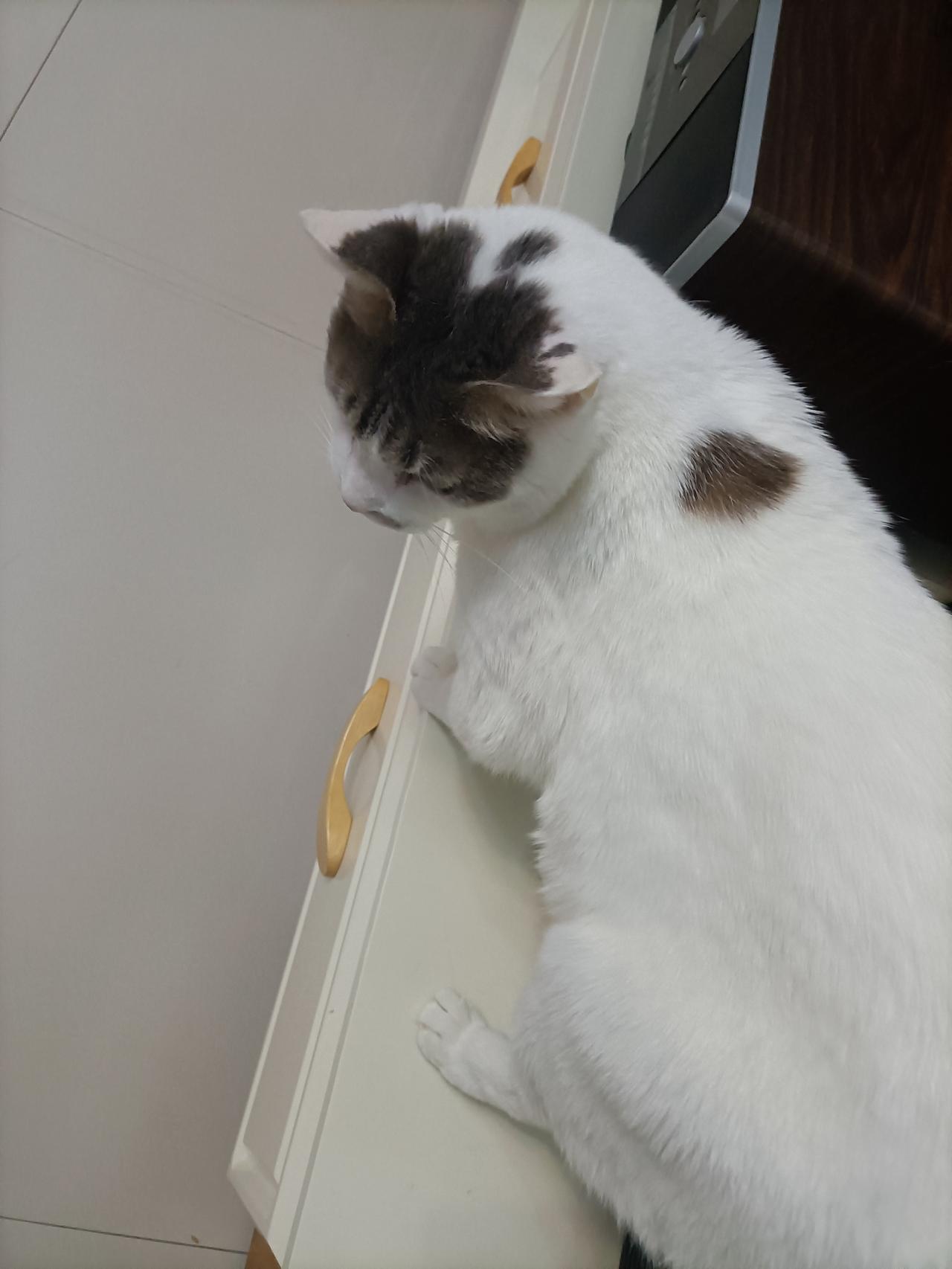 猫和主人越来越像都体现在哪?生物钟都出奇的相似，我不起床它也不起，我什么时间起，