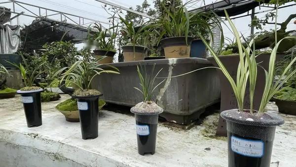 两位兰友以200万元的价格购入“三苗‘蕙兰双艺红素紫苑草’”，显示出他们对这款兰