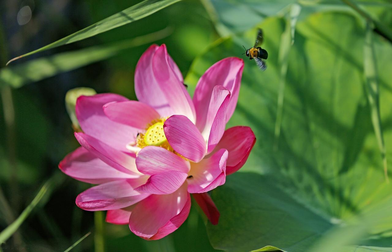 人生的一切不是算来的，而是善来的；不是求来的，而是修来的。胸襟的宽窄，决定命运的