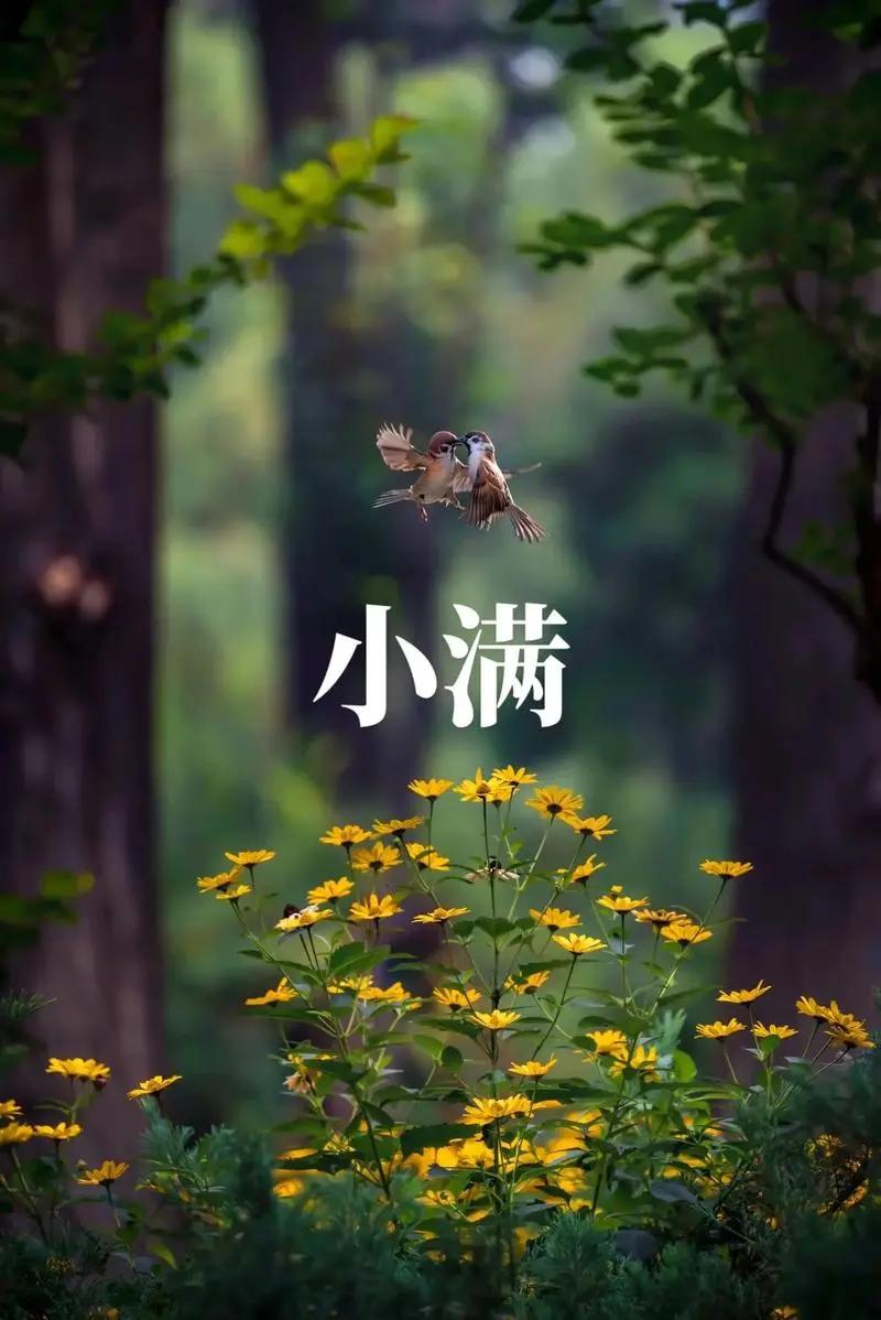 今天是小满，蕴含了无限的期望。
小满的到来意味着，地下升起的阳气已充满地面，天地