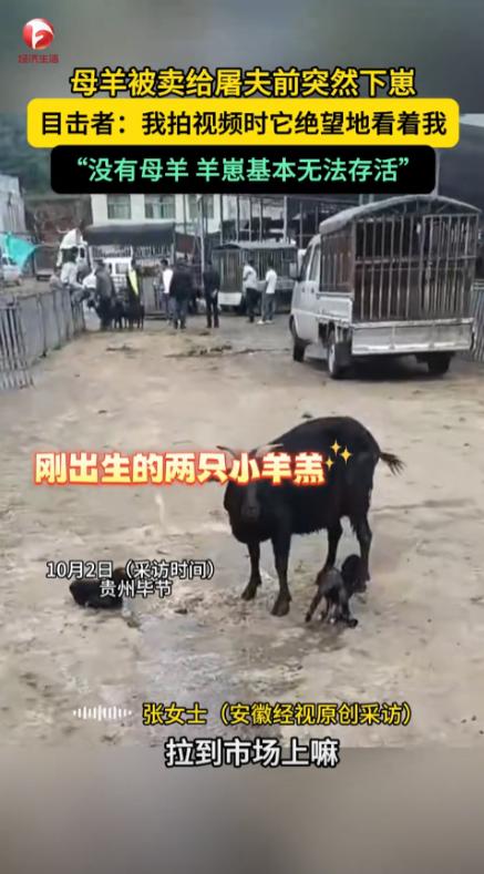 “万物皆有灵！”近日，贵州毕节，一女子拉着羊到市场上卖，刚卖给屠夫，其中一只母羊