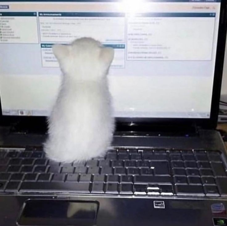 ⋆.✮ 你的网上邻居是小猫 ✮⋆˙💻 