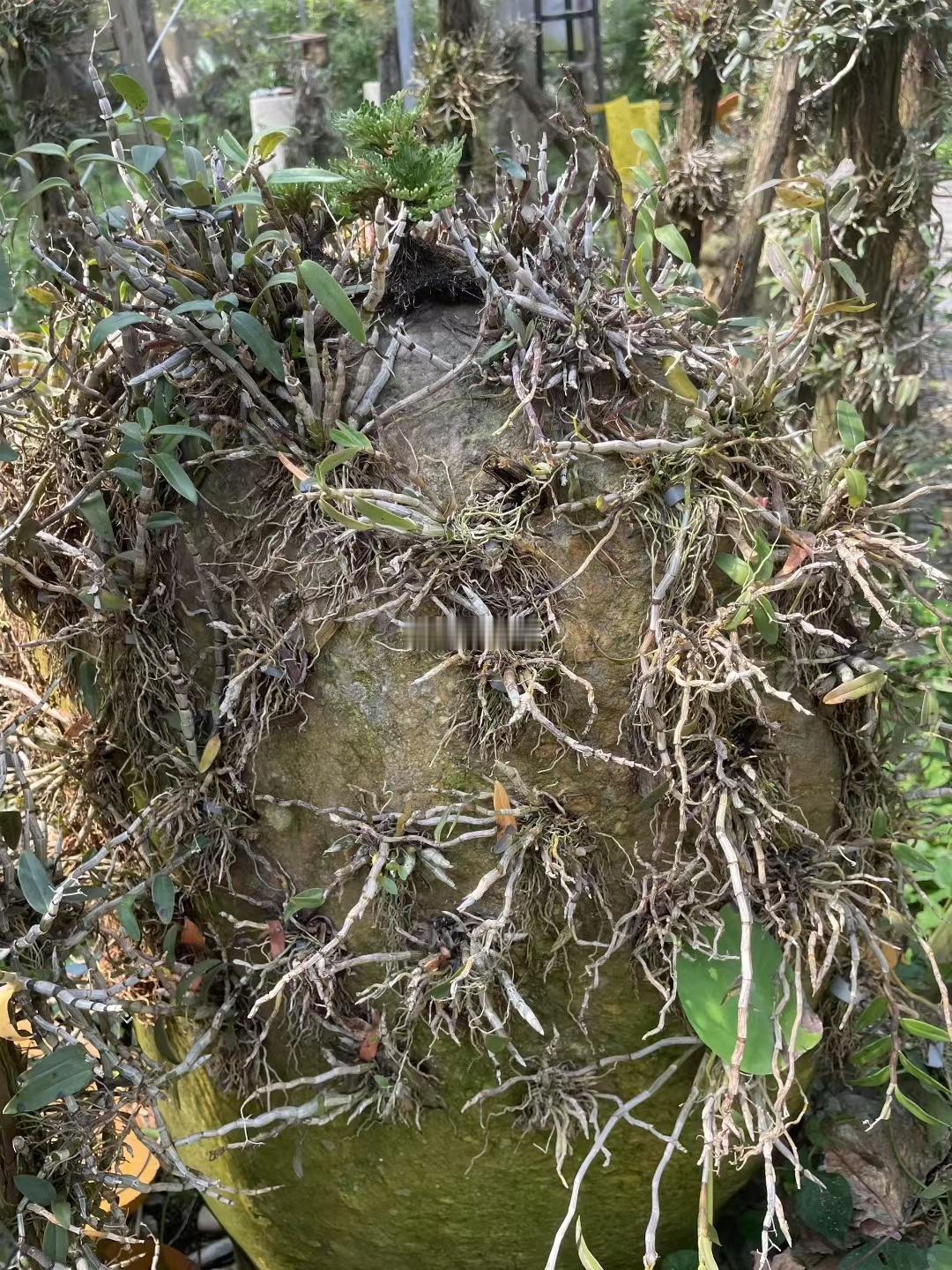 位于浙江磐安的铁皮石斛种植基地。铁皮石斛现在成了南方重要的保健食品之一。 中医养