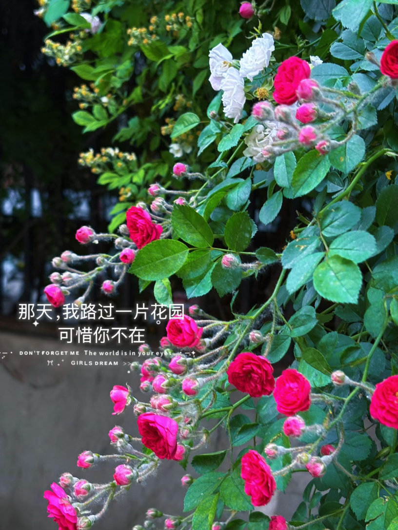 蔷薇 街边寻常景色，之前未及留意。 