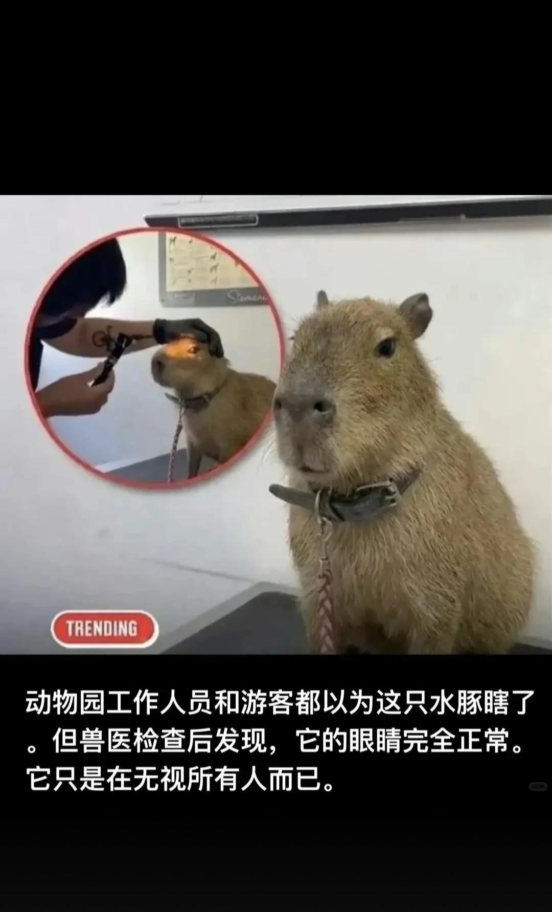这不是那个玛卡巴卡么