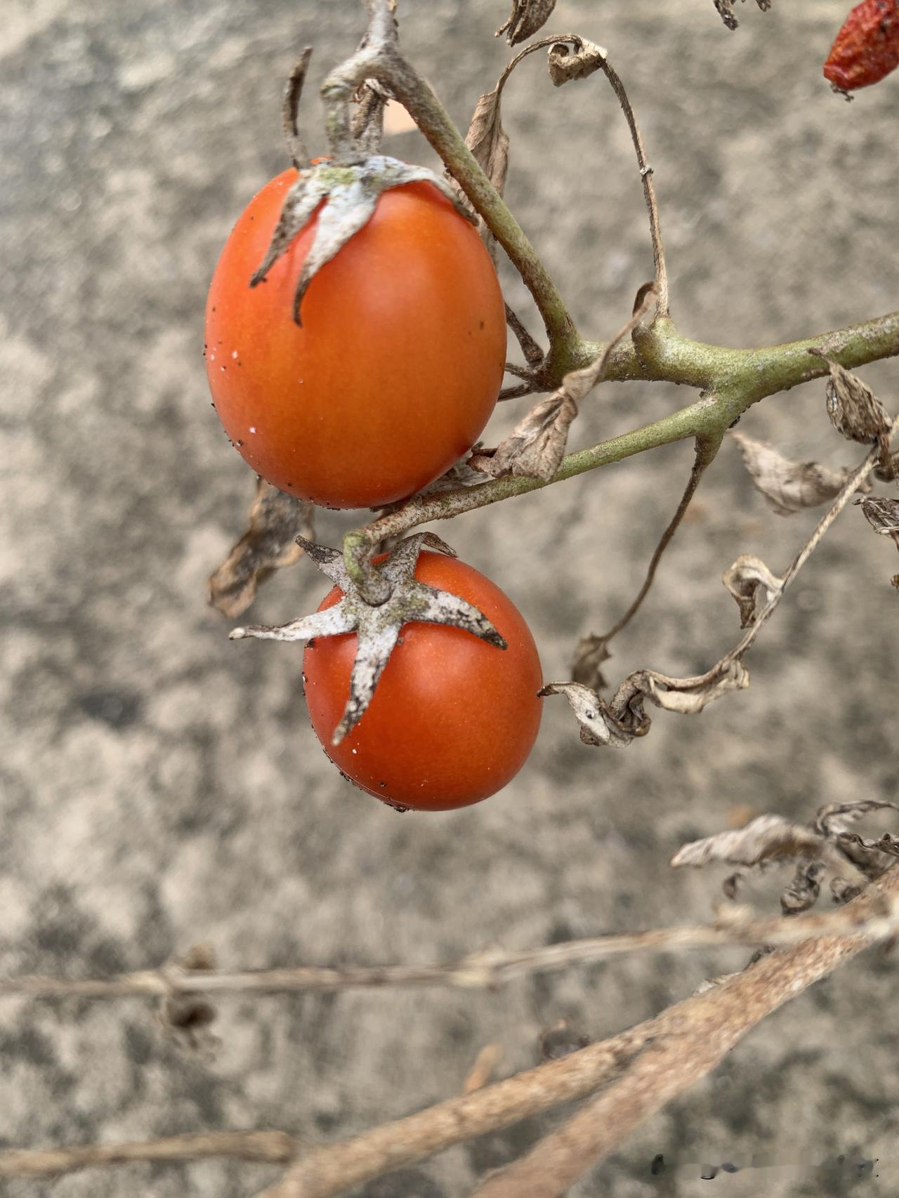 我想起乡下外婆的菜园。每到深秋，她总会特意留下几枝晚熟的西红柿，说要等它们“自己