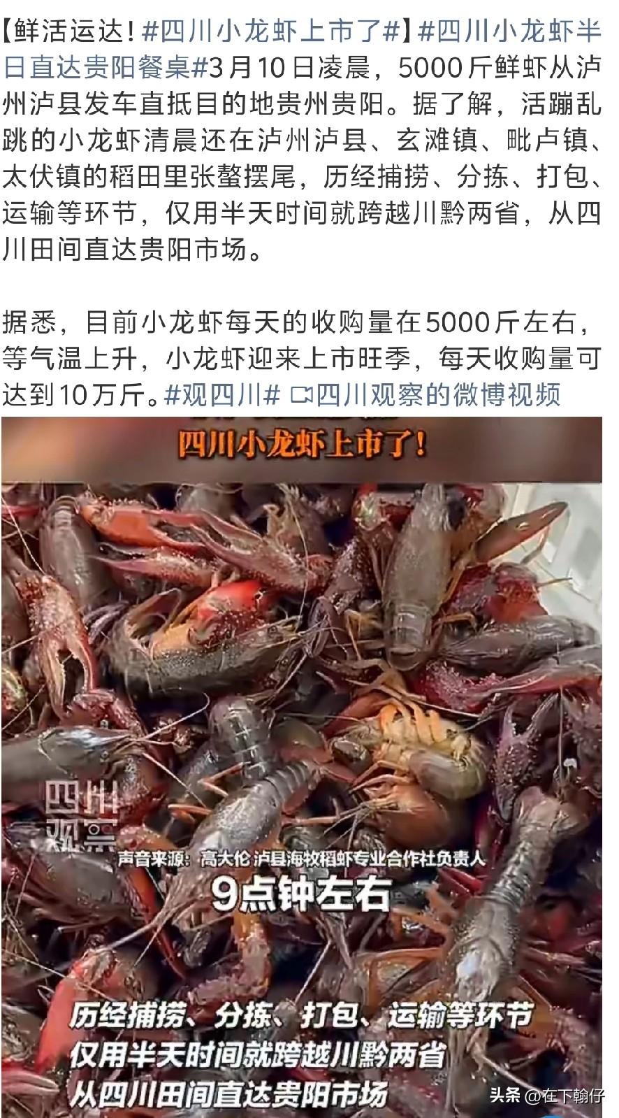 又到了疯狂“炫”小龙虾的季节！四川人对小龙虾的钟爱藏都藏不住。

      目