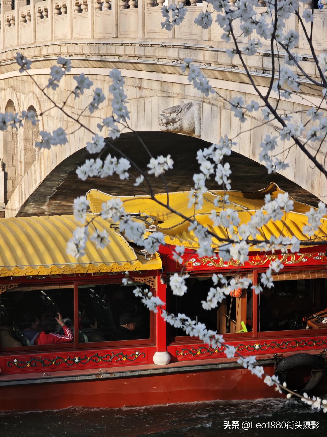 春天来了，长河的龙船已经活跃起来了，迫不及待的想要带着大家看尽两岸花开。龙船游 