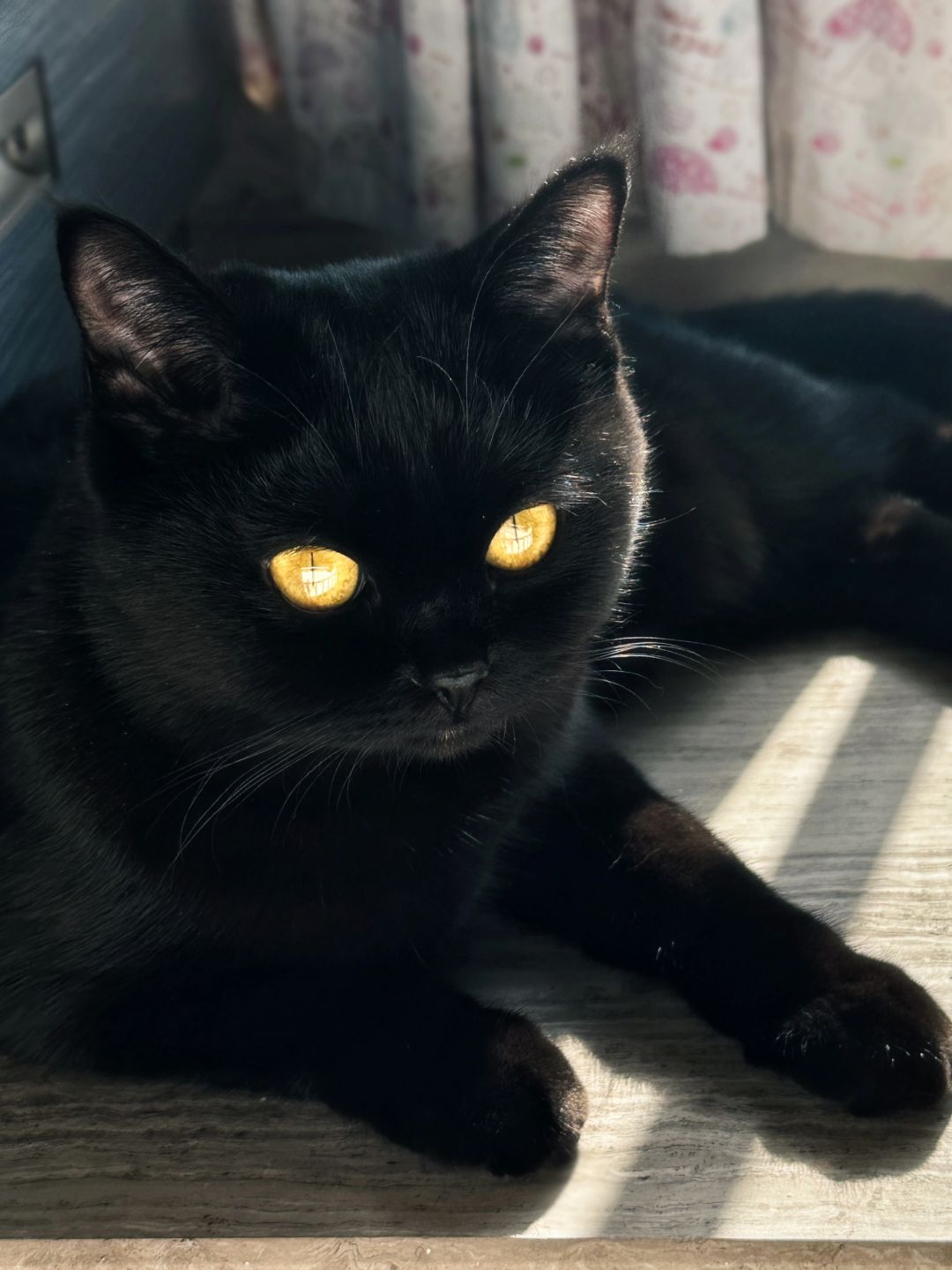 左滑看带刀侍卫、、变成可爱宝宝