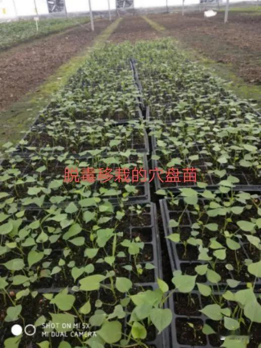红薯根结线虫预防什么时候开始?预防根结线虫要从整地开始，用阿维菌素颗粒剂或噻唑唑