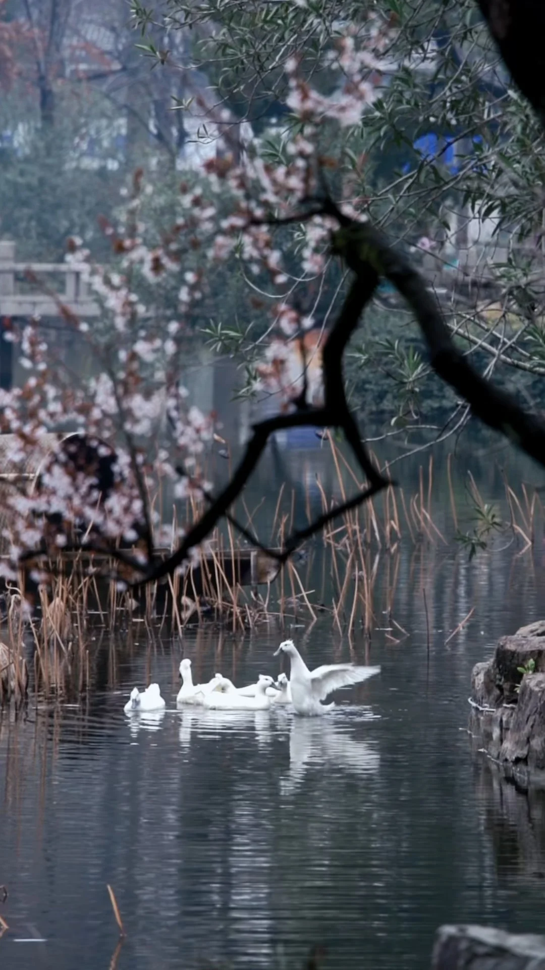 江南烟雨中，我无意拍到了一些超治愈画面