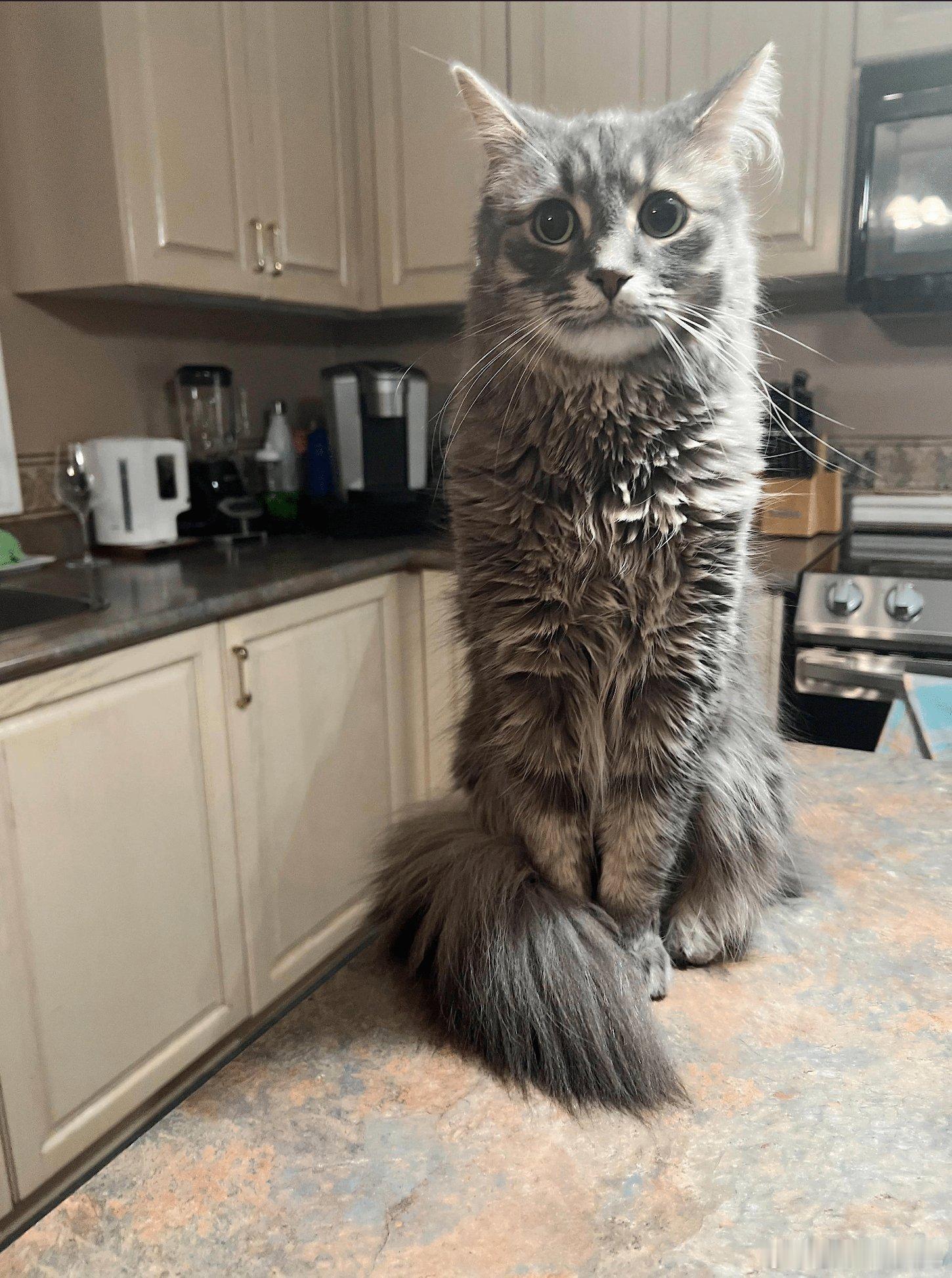 为什么这只猫这么大啊 ​​​