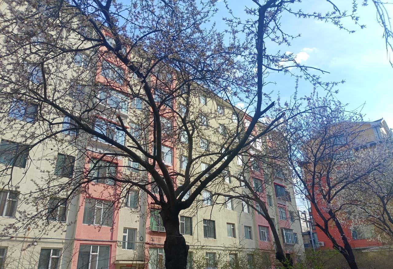 散步赏花随手拍