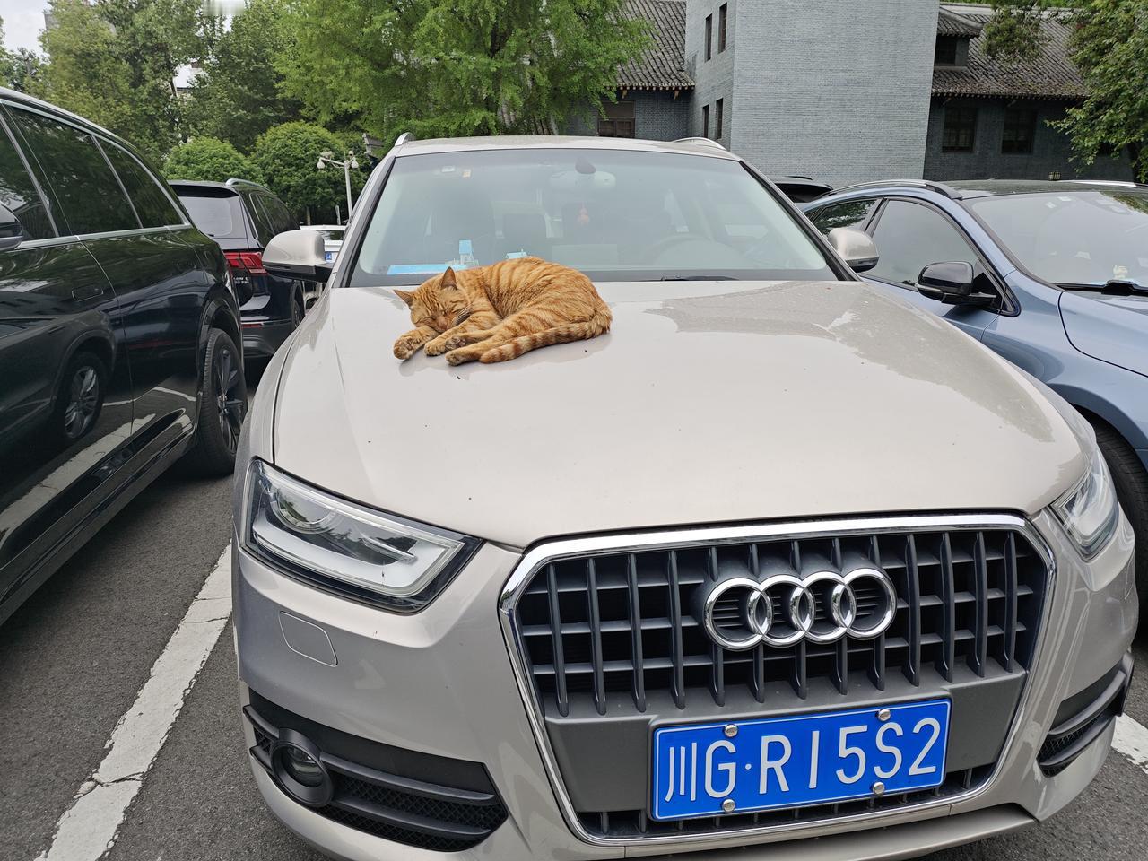 华西医学院的“八爷”，逍遥独宠于一身。