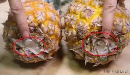 菠萝甜不甜，瞧一眼这里就知道，准保一挑一个准，30年老果农的方法果然实用
 
初
