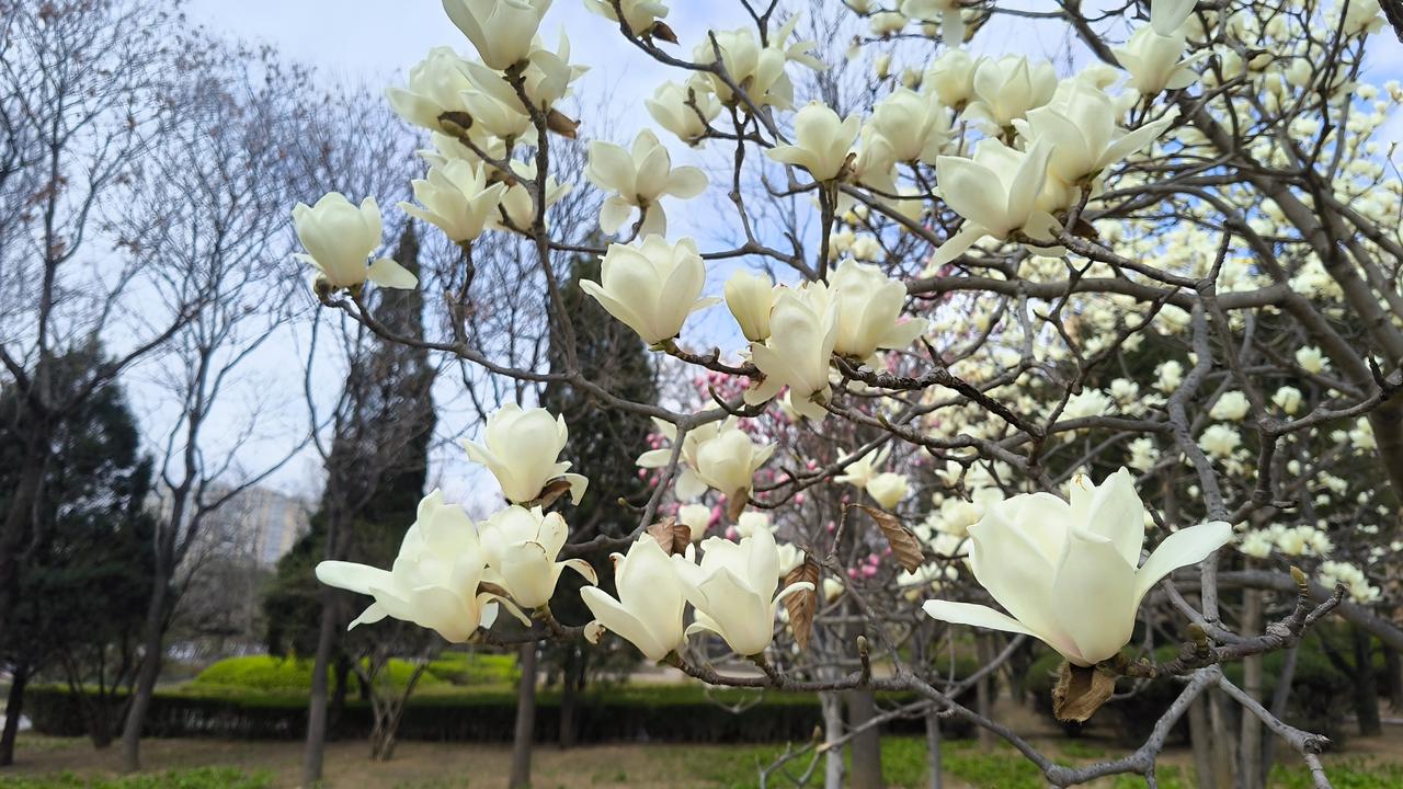 今年春天最想实现的心愿去挖野菜，体味大自愁的真纯！