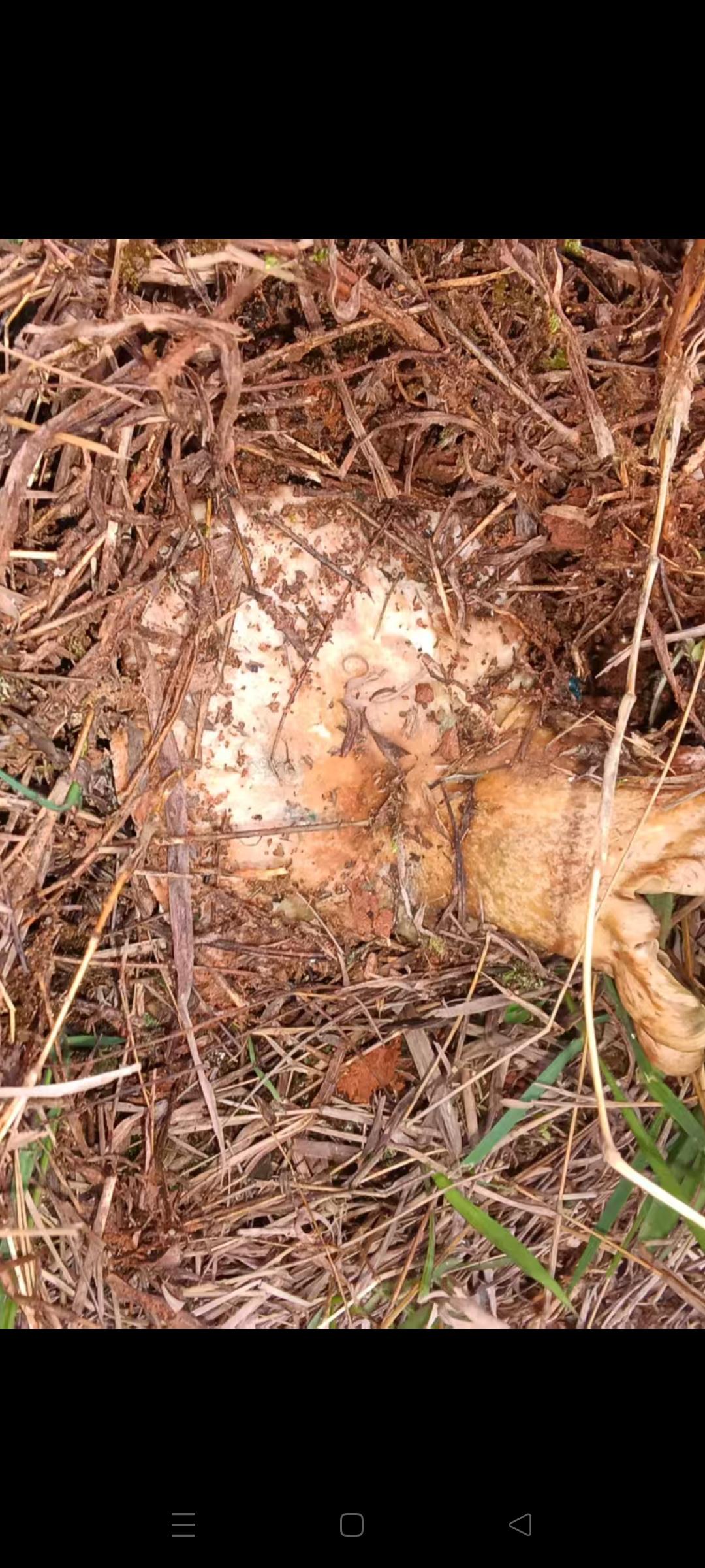 今天下午去爬山想捡清明菇结果如何？
今天下午，去爬山了，本想去捡清明菇，可是我记