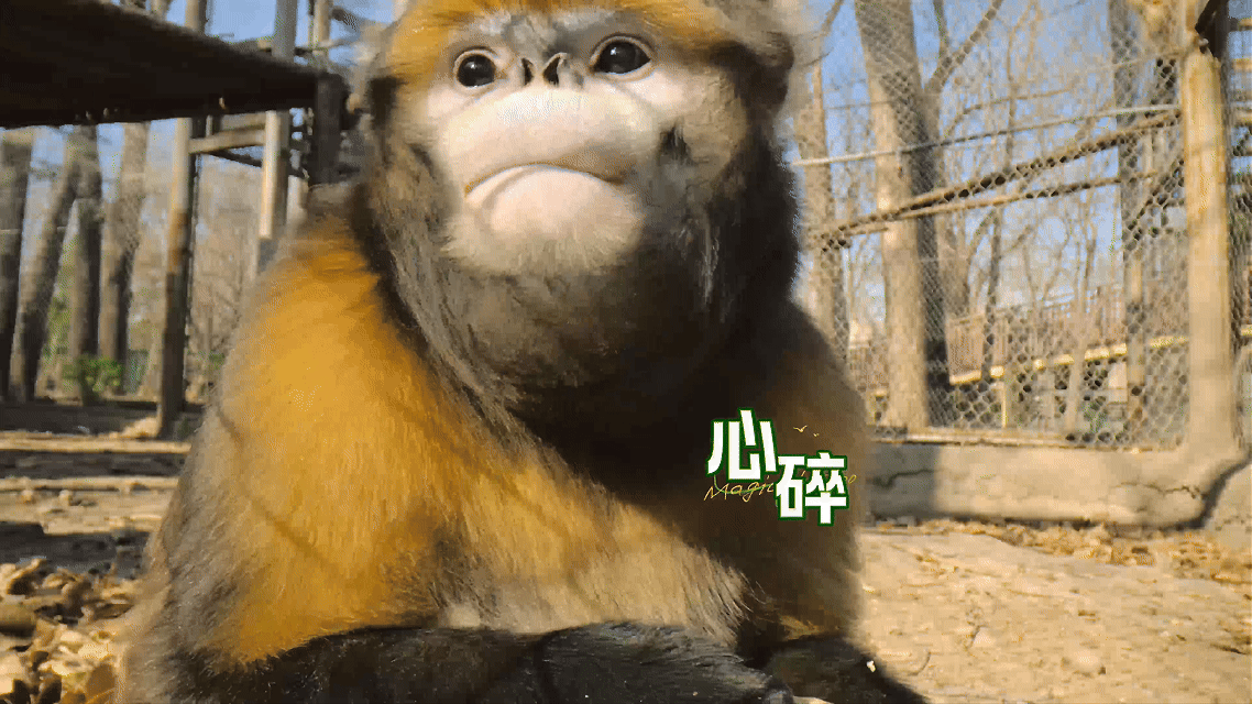 北京动物园为黔金丝猴淘淘全球征婚花果山招亲进行中！北京动物园淘淘在线征婚，主打一