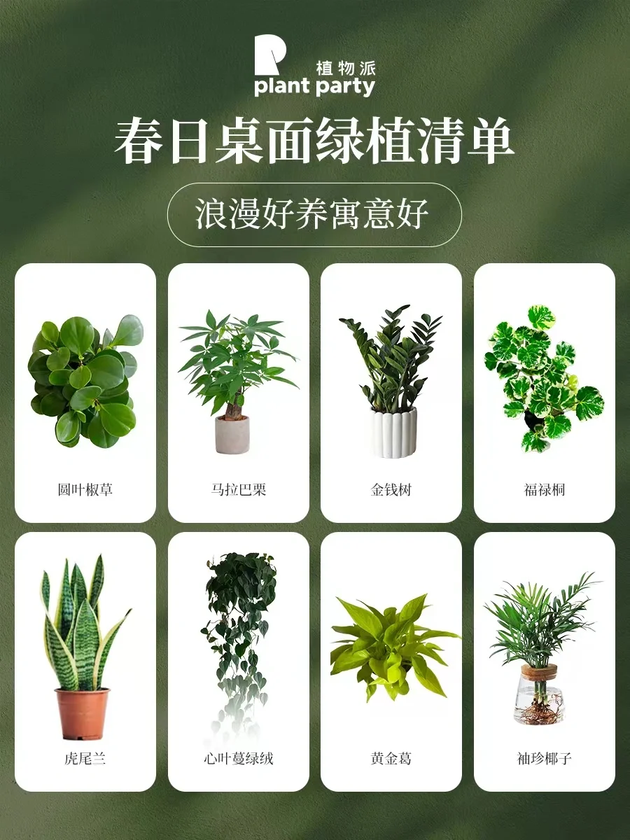 打工人听劝！提升职场运势桌面绿植清单