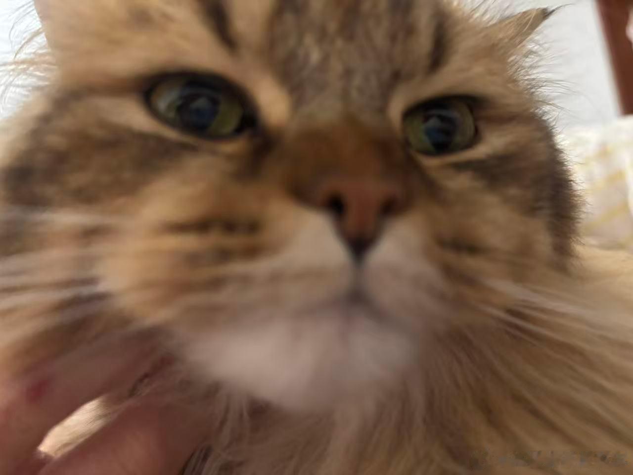 这才是正宗猫山王这猫的眼神一落，那股劲儿就出来了——半睁的圆眼带着点懒怠的锐利，