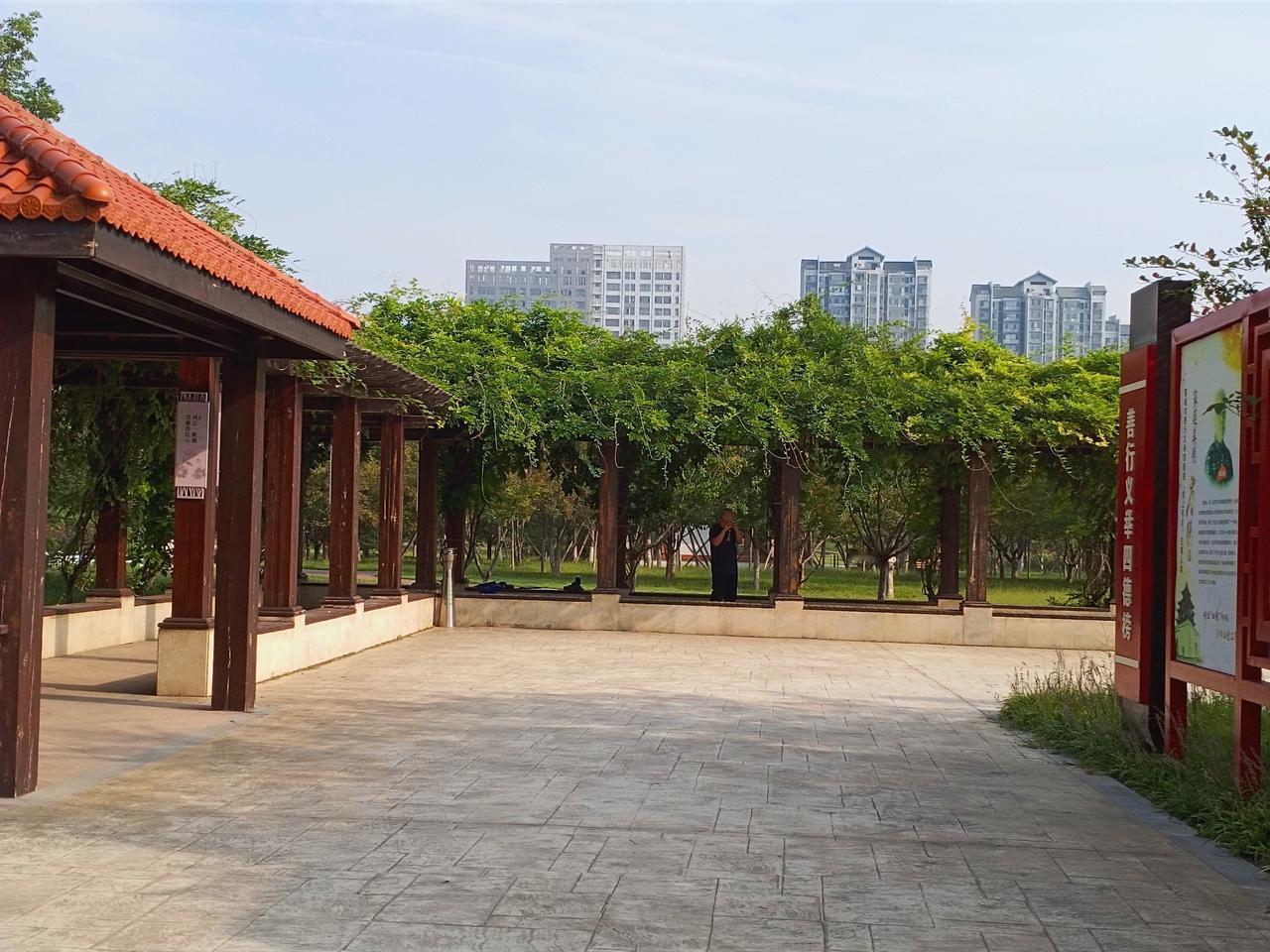 紫藤萝花开过后结满了荚果，这种荚果从藤枝上垂下来，很饱满。有小孩子觉得好玩，摘一