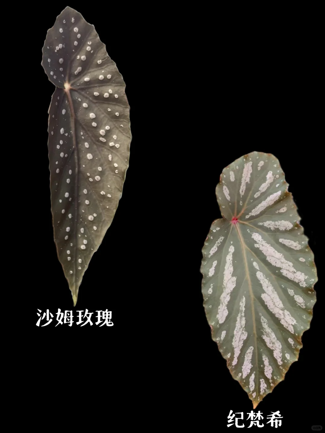 【竹节秋海棠】尊嘟很丰富