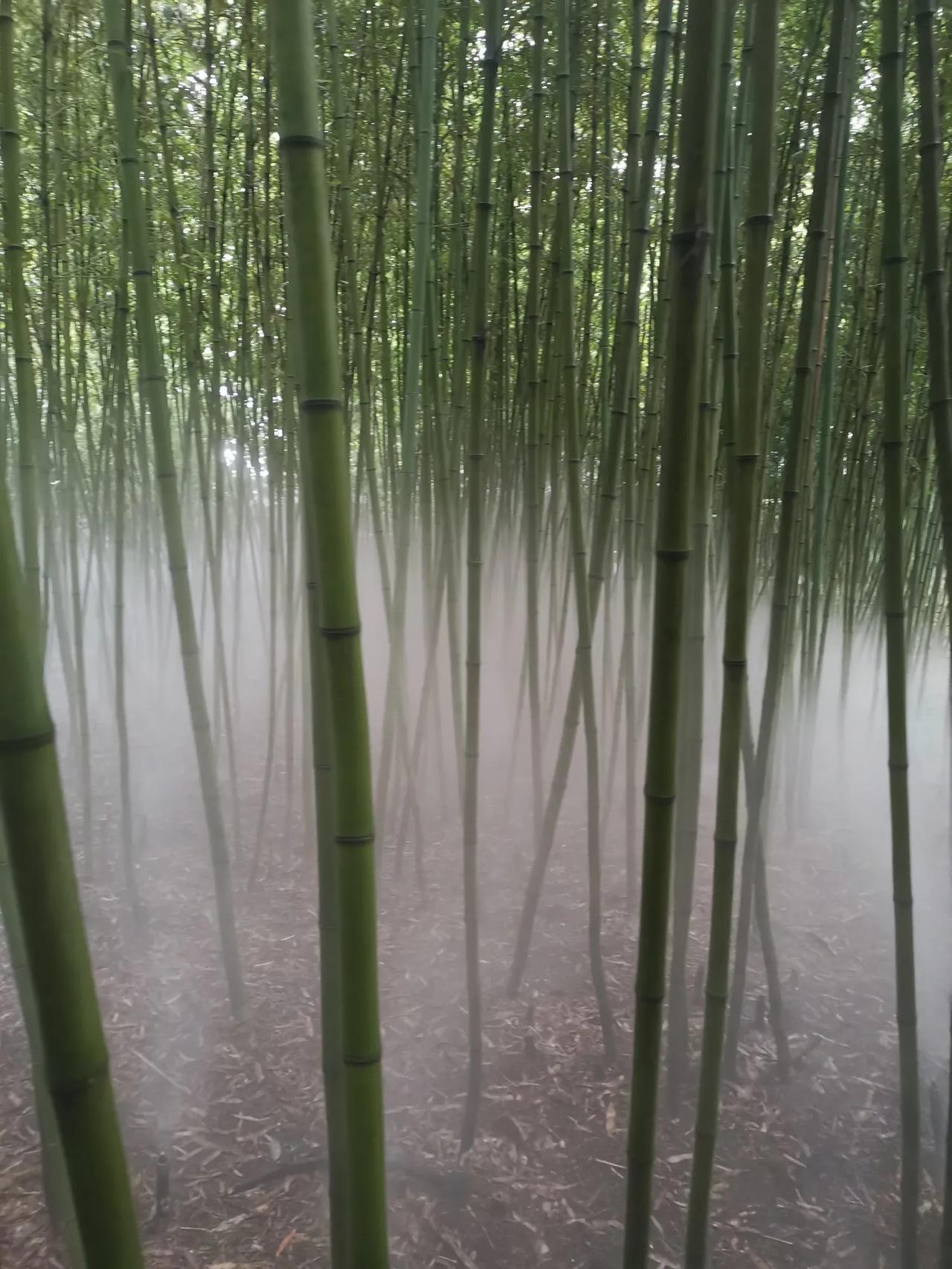 暑热似乎也不同往年，前天处暑节气一到，酷热竟一下子被连续的大雨“轰”的一下子散去