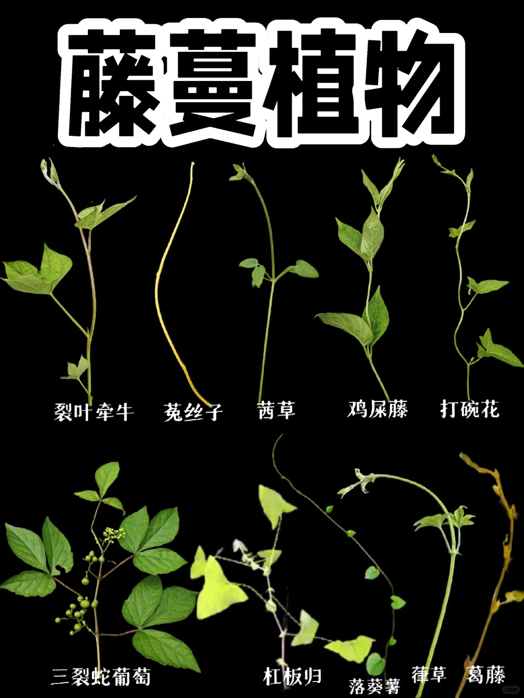【藤蔓植物】到处爬的藤蔓植物，生命力极强