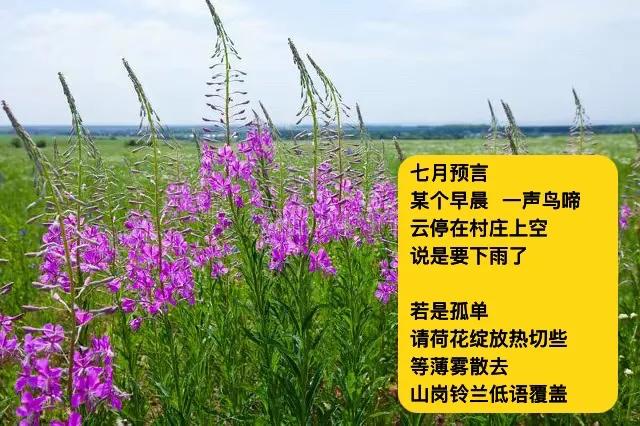除了凋落
每一朵花里
藏着种子憧憬
．
预备八月九月
搭乘蒲伞
去他乡那只蝴蝶
