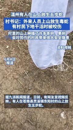 “枪毙他都是轻的！”温州，外来人员在山上“放生”五步蛇，有村民险些被毒死！村干部