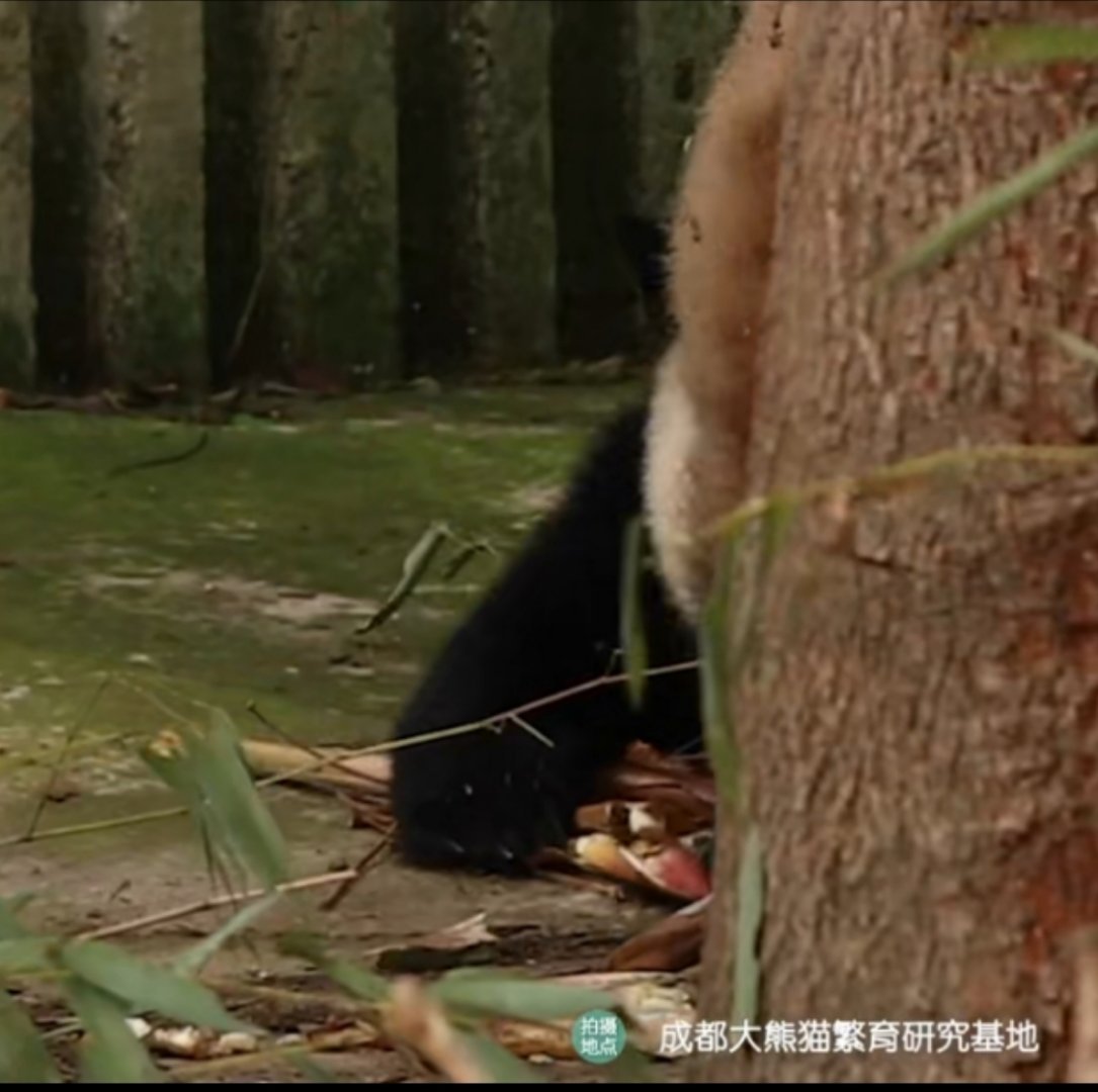 #熊猫幼崽逃跑被妈妈一路拖回家#被妈妈拖回家 ×被妈妈拿来扫地 ✓熊猫确实好可爱