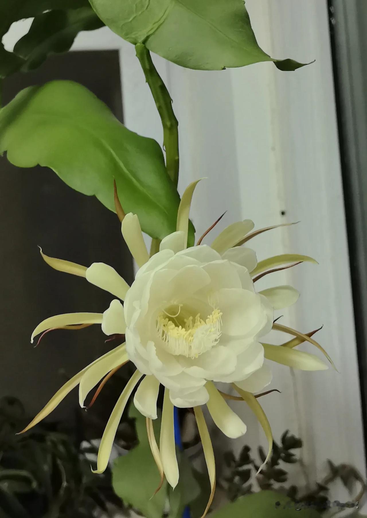 人生处处藏惊喜！养了五年的昙花开花了！
五年前，从朋友那儿剪来几支貌似昙花的枝条