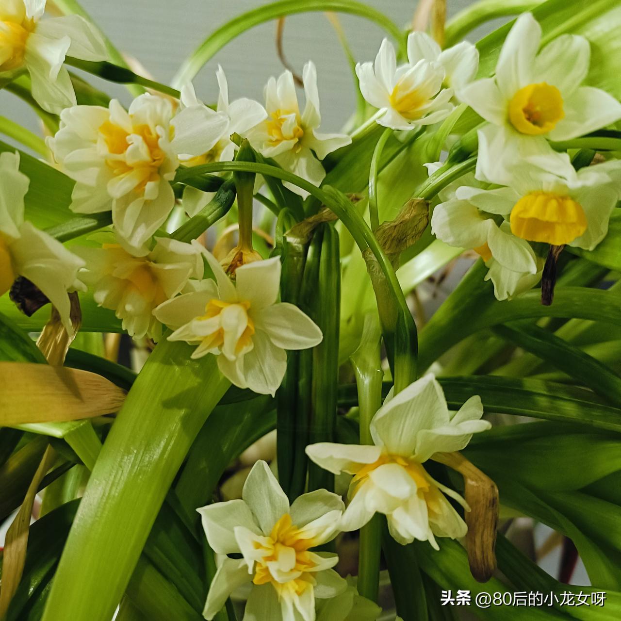 我养的水仙花开花了[鼓掌][鼓掌][鼓掌]。
这是我自掏腰包买了一些水仙花球，放