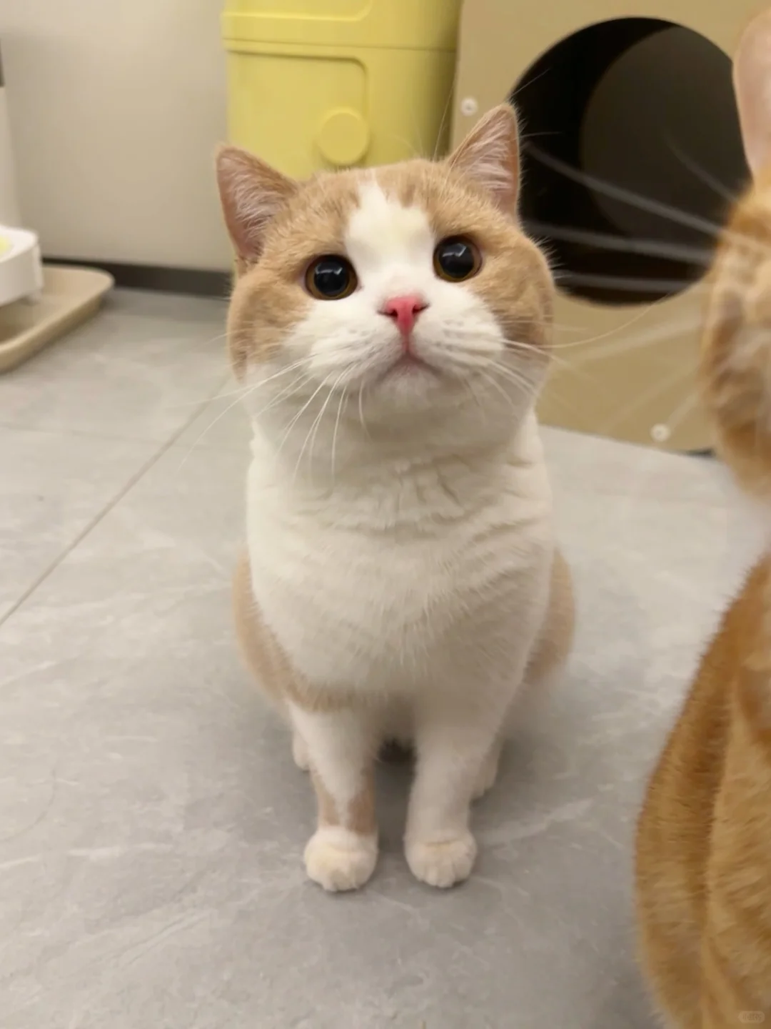 房东说我家小猫看起来很有礼貌