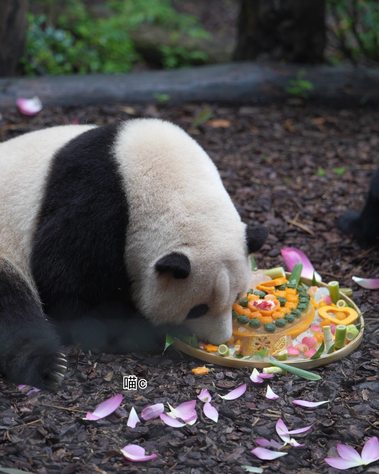 熊猫守护者 🐼森林驿站🌳享受美味小蛋糕的大熊猫，软乎乎惹人喜爱。世间治愈莫过
