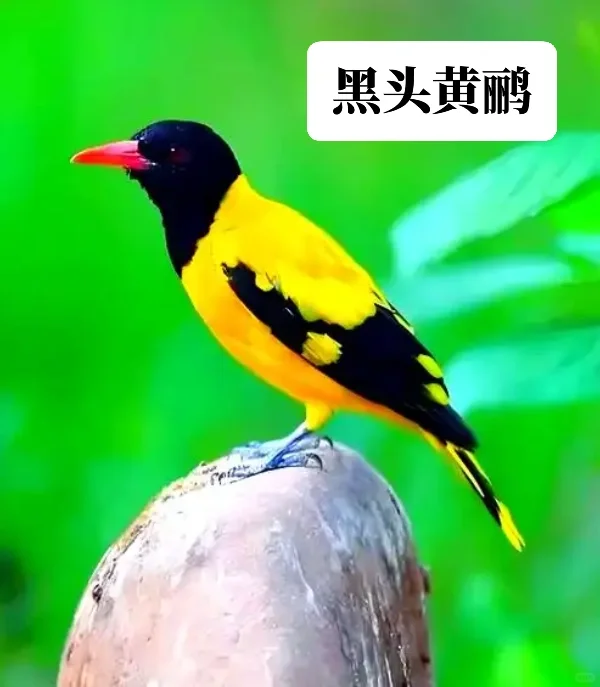 前有黄头黑鹂，后有黑头黄鹂